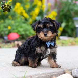 Charlie, Yorkie Poo Puppy